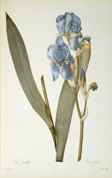 Iris Pallida, aus 